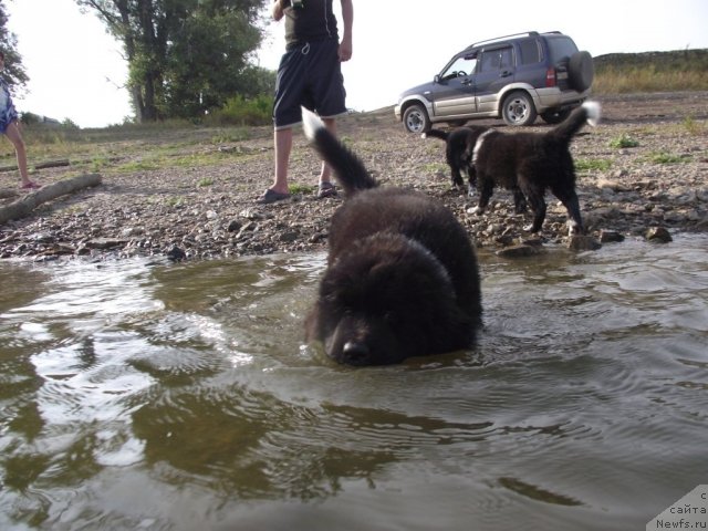 Фото: ньюфаундленд Izol'da Izbrannica Sud'byi (Изольда Избранница Судьбы)