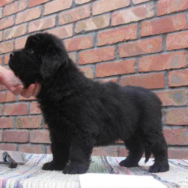 Фото: ньюфаундленд Kazachka s Berega Dona (Казачка с Берега Дона)