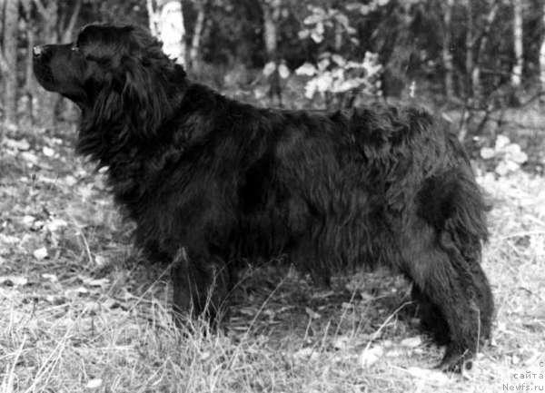 Фото: ньюфаундленд Agava Ger (Агава Гер)