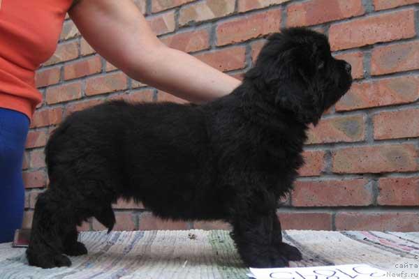 Фото: ньюфаундленд Krasota Nezemnaya s Berega Dona (Красота Неземная с Берега Дона)