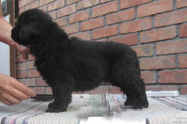 Фото: ньюфаундленд Krasna Devica s Berega Dona (Красна Девица с Берега Дона)