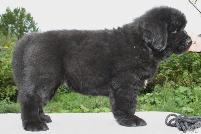 Фото: Бергамот из Антаграда