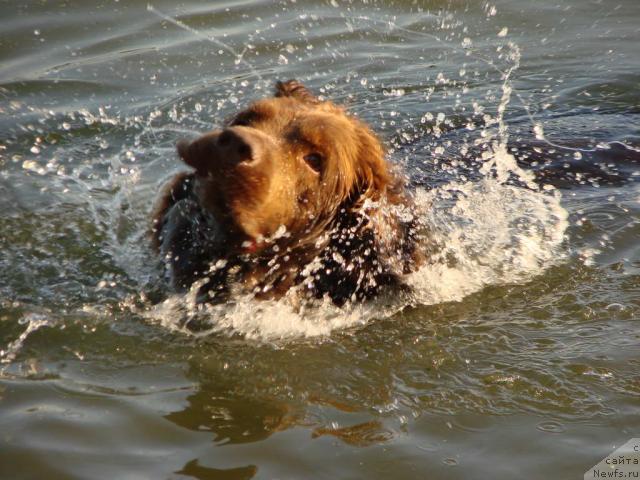 Фото: ньюфаундленд Lesnaya Skazka Izol'da (Лесная Сказка Изольда)