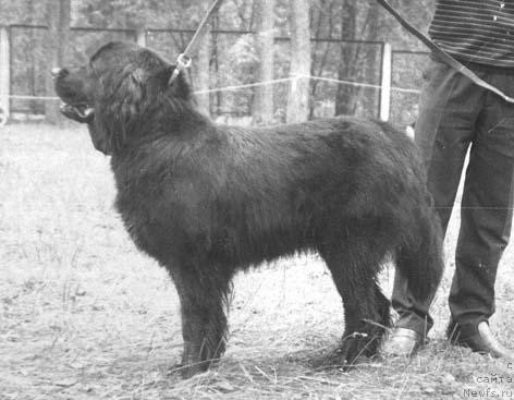 Фото: ньюфаундленд YEmur Gerda (Эмур Герда)