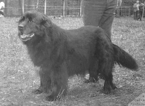 Фото: ньюфаундленд Serdjam Naydjela (Серджам Найджела)