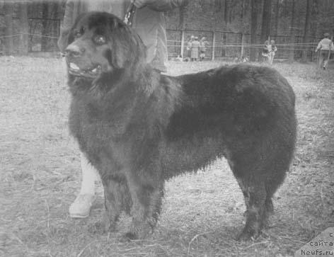 Фото: ньюфаундленд Ketur Treziya (Кетур Трезия)