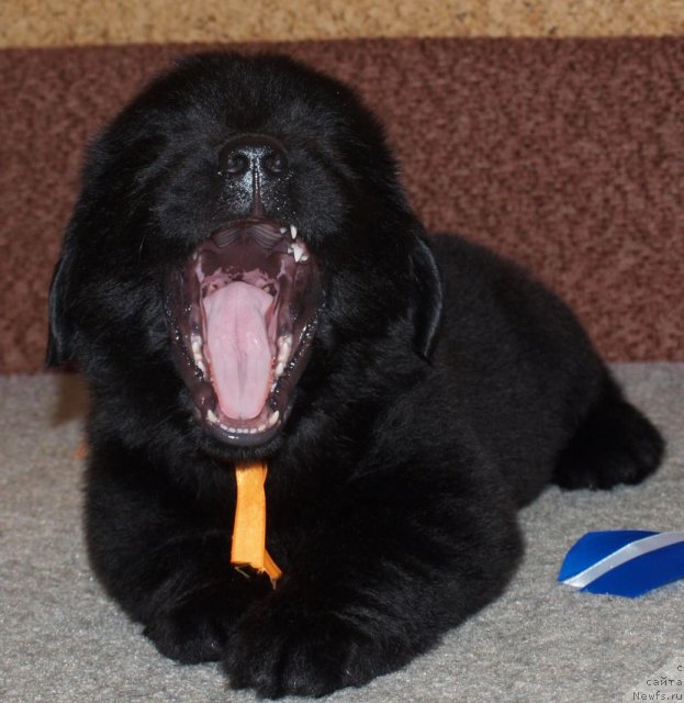 Фото: Дар СвеЗы Юкос Карху Тула, 40 дней