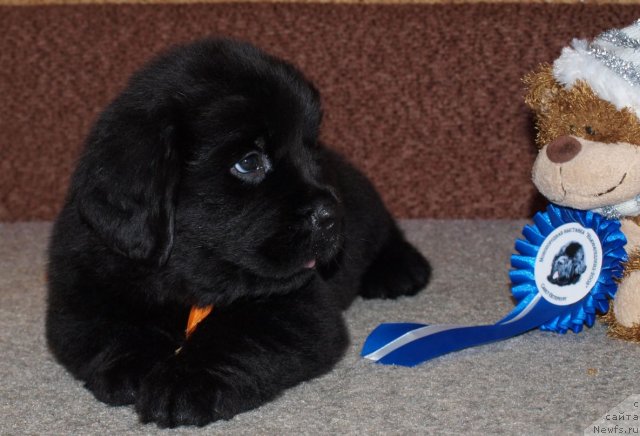 Фото: Дар СвеЗы Юкос Карху Тула, 40 дней