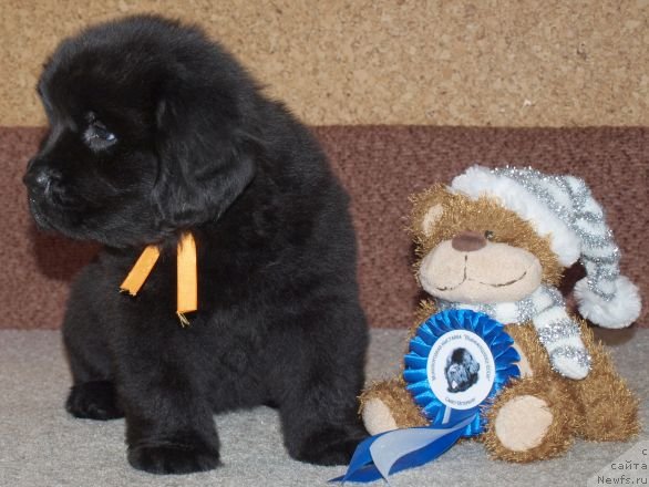 Фото: Дар СвеЗы Юкос Карху Тула, 40 дней