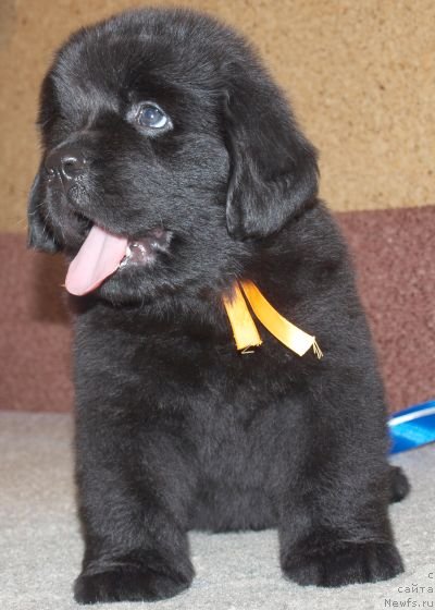 Фото: Дар СвеЗы Юкос Карху Тула, 40 дней