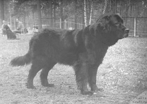 Фото: ньюфаундленд Ursi (Урси)