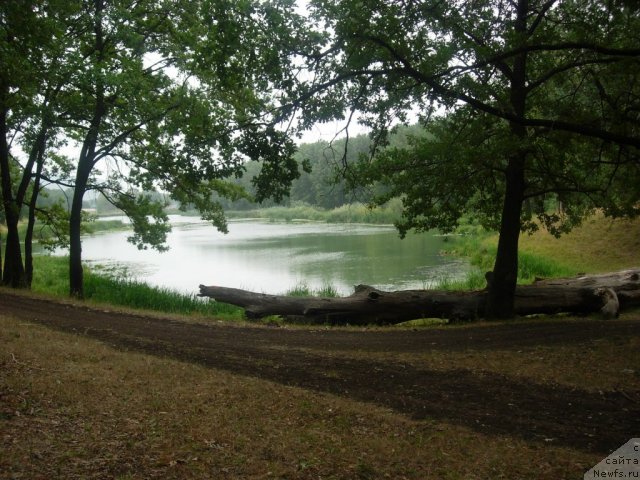 Фото: ньюфаундленд Zvezdnaya Toskana Lesnaya Raskrasavica (Звездная Тоскана Лесная Раскрасавица)