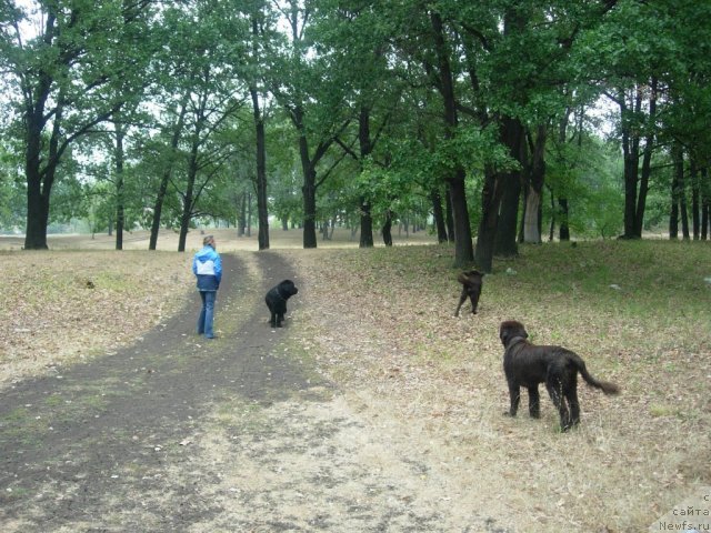 Фото: ньюфаундленд Zvezdnaya Toskana Lesnaya Raskrasavica (Звездная Тоскана Лесная Раскрасавица)