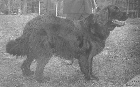 Фото: ньюфаундленд Kaor Celdra (Каор Целдра)