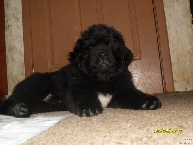Фото: ньюфаундленд Izumrud Moey Dushi (Изумруд Моей Души)