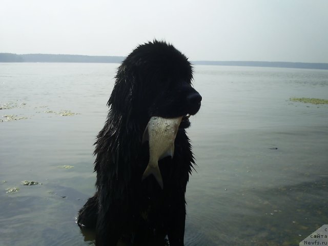 Фото: ньюфаундленд Bianka Vayt Pyerl (Бианка Вайт Пэрл)