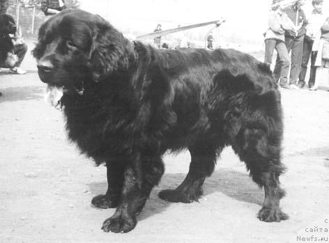 Фото: ньюфаундленд Frayd Fred O'Leyzi (Фрайд Фред О'Лейзи)