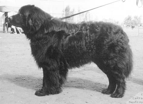 Фото: ньюфаундленд Fil Smoki Teyl (Фил Смоки Тейл)