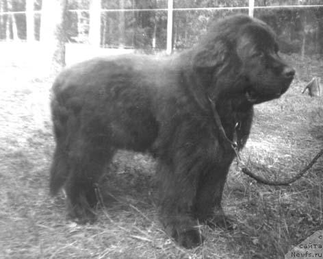 Фото: ньюфаундленд Floko Tago (Флоко Таго)