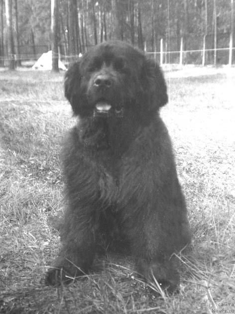 Фото: ньюфаундленд Floko Tago (Флоко Таго)