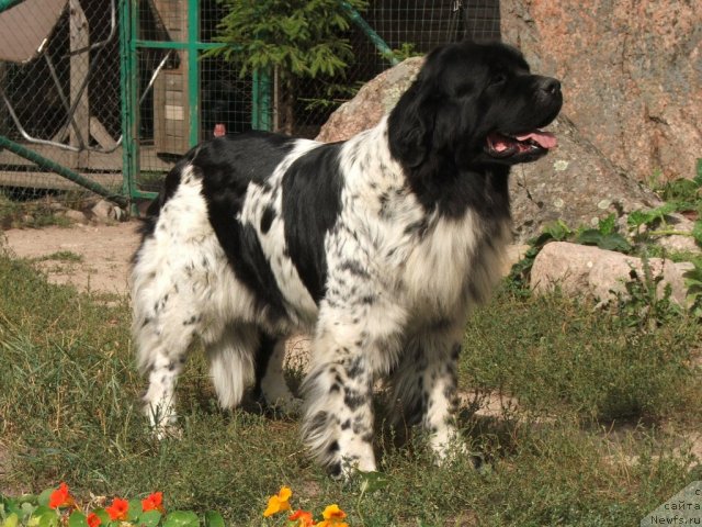 Фото: ньюфаундленд Plushevaya Panda Debra (Плюшевая Панда Дэбра)