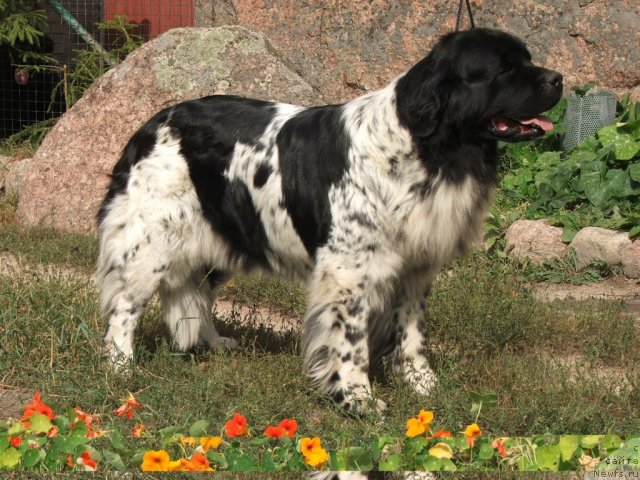 Фото: ньюфаундленд Plushevaya Panda Debra (Плюшевая Панда Дэбра)