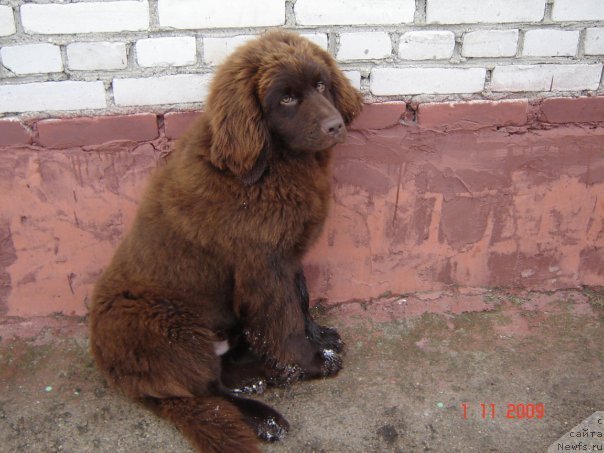Фото: ньюфаундленд Pravitel' Taygi (Правитель Тайги)