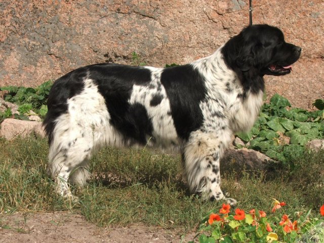 Фото: ньюфаундленд Plushevaya Panda Debra (Плюшевая Панда Дэбра)