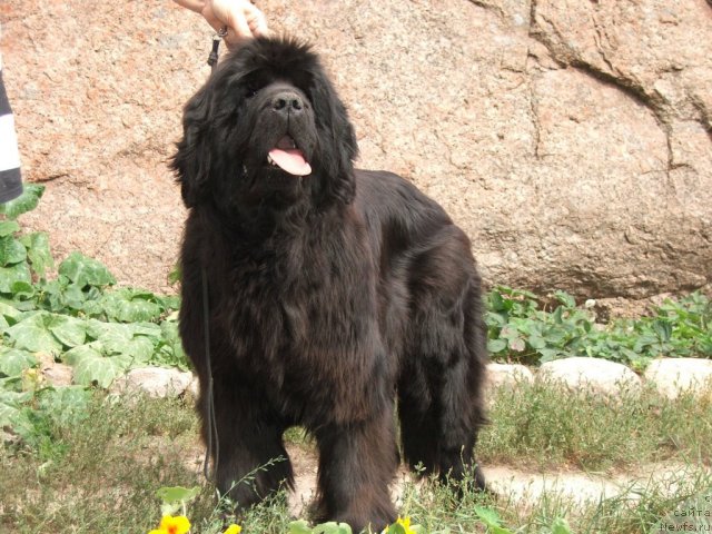 Фотография № 48233