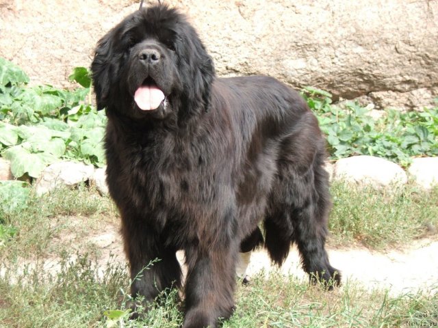 Фото: ньюфаундленд Plyushevaya Panda Ko-Ko SHanyel' (Плюшевая Панда Ко-Ко Шанэль)