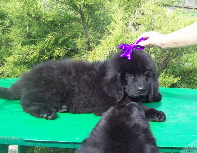 Фото: ньюфаундленд CHudnaya Krasavica (Чудная Красавица)