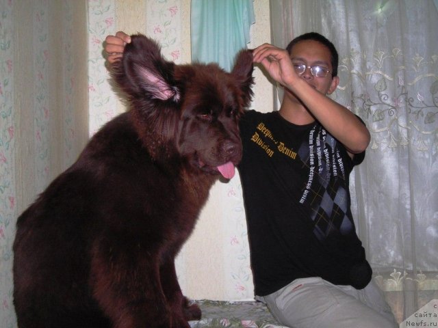 Фото: ньюфаундленд CHernyiy SHarm Abrikosovaya Karamel' (Черный Шарм Абрикосовая Карамель)