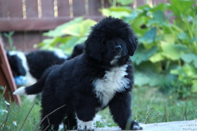 Фото: ньюфаундленд Ikona Stilya (Икона Стиля)