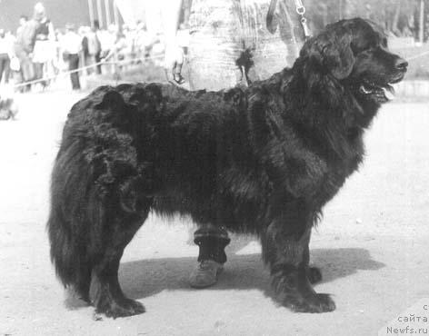 Фото: ньюфаундленд Vesta Varna Ay Tin (Веста Варна Ай Тин)