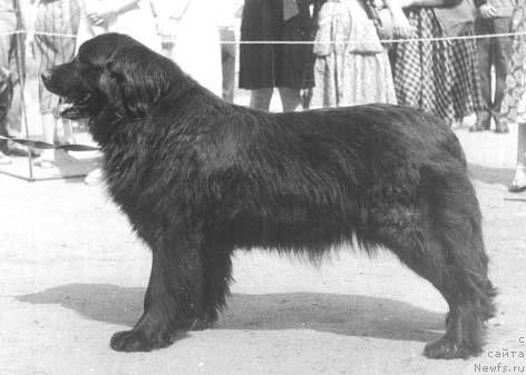 Фото: ньюфаундленд Dyengira (Дэнгира)