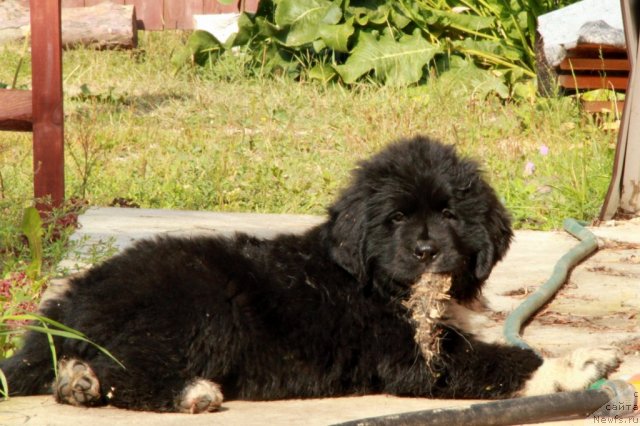 Фото: ньюфаундленд Ikona Stilya (Икона Стиля)