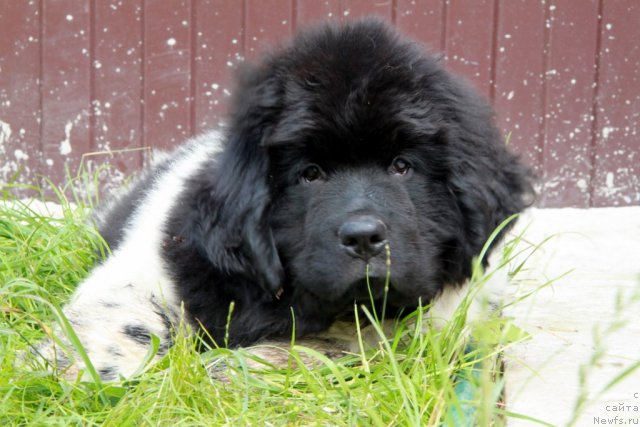 Фото: ньюфаундленд Akvian Song Zes Trib'yut tu Feshen (Аквиан Сонг Зес Трибьют ту Фешен)