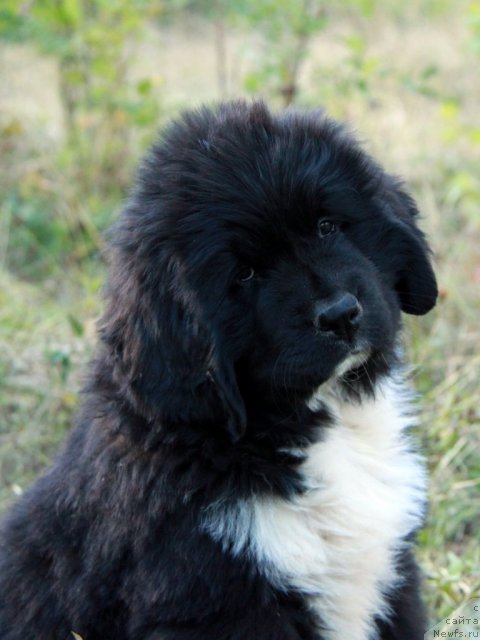 Фото: ньюфаундленд Ikona Stilya (Икона Стиля)