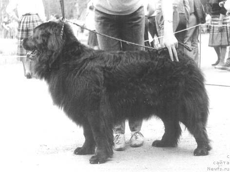 Фото: ньюфаундленд SHeyla Vug (Шейла Вуг)