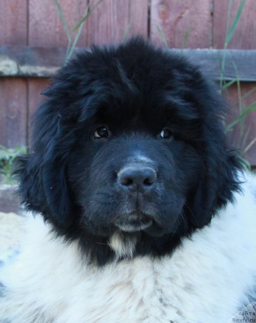 Фото: ньюфаундленд Akvian Song Zippi Panda (Аквиан Сонг Зиппи Панда)