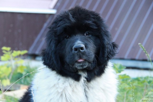 Фото: ньюфаундленд Akvian Song Zippi Panda (Аквиан Сонг Зиппи Панда)