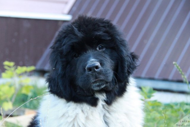 Фото: ньюфаундленд Akvian Song Zippi Panda (Аквиан Сонг Зиппи Панда)