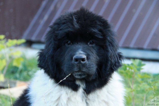 Фото: ньюфаундленд Akvian Song Zippi Panda (Аквиан Сонг Зиппи Панда)