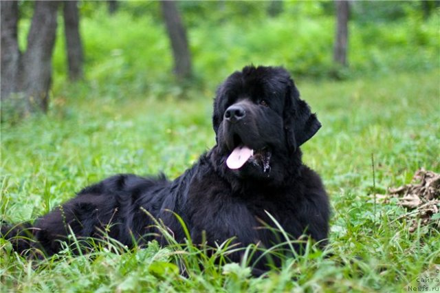 Фото: ньюфаундленд Zinedin iz Sibirskoy Glubinki (Зинедин из Сибирской Глубинки)