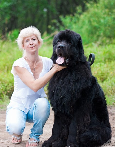 Фото: ньюфаундленд Zinedin iz Sibirskoy Glubinki (Зинедин из Сибирской Глубинки)