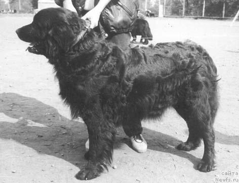 Фото: ньюфаундленд Vil'ma Eskri (Вильма Ескри)