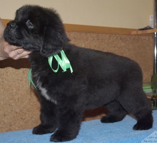 Фото: Дар СвеЗы Юлика Апус, 40 дней