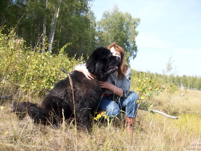 Фото: ньюфаундленд Karat iz Medvejyego Yara (Карат из Медвежьего Яра)
