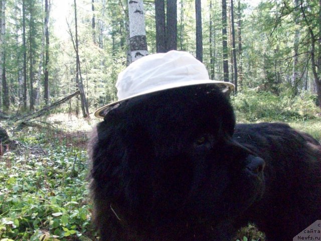 Фото: ньюфаундленд Karat iz Medvejyego Yara (Карат из Медвежьего Яра)