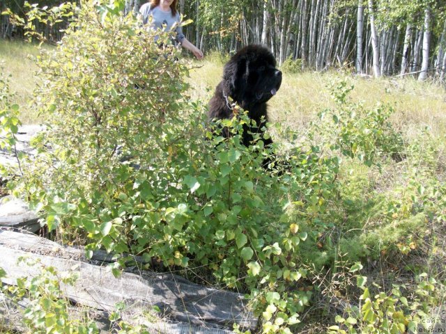 Фото: ньюфаундленд Karat iz Medvejyego Yara (Карат из Медвежьего Яра)